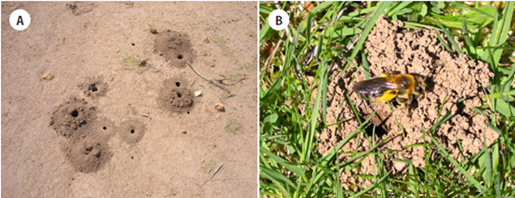 Photo of a ground nesting bee nest