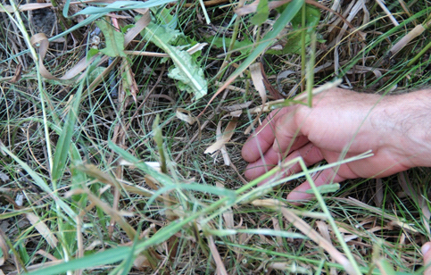 Photo of grass thatch