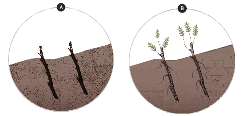 Illustration of Live stake planting orientation