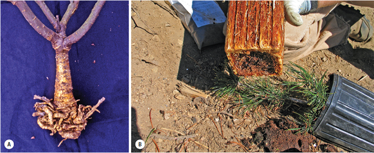 Photos of different root balls