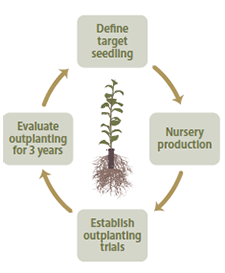 Illustration of planting flow