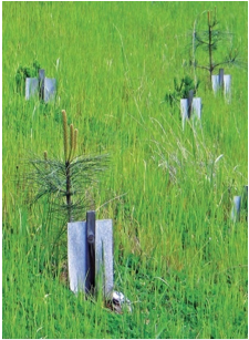 Photo of plants using shade cards