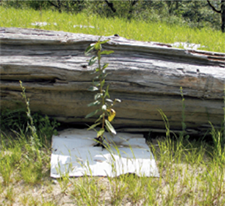 Photo of Sheet mulch