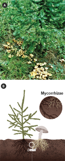 graphic showing Symbiotic relationships of plants 