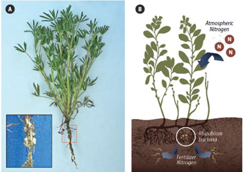 Photo of Nitrogen-fixing bacteria residing on plant roots