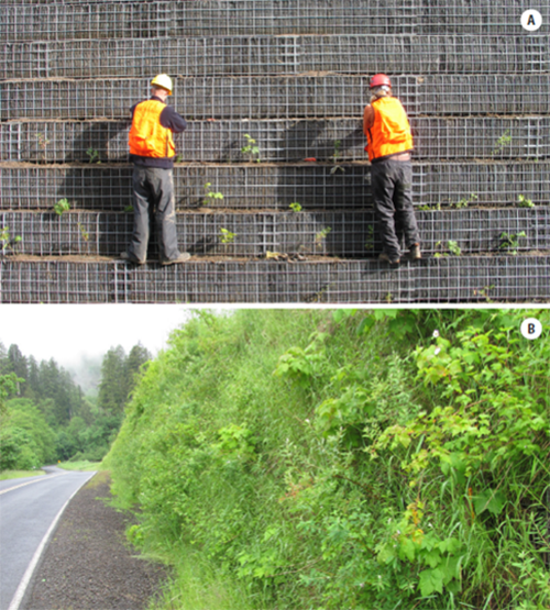 Photo of Vegetated retaining walls 