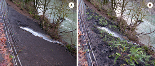 Photo of Vegetated riprap 