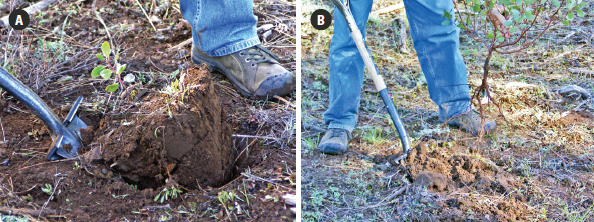 Photo of included soil with salvaged plants