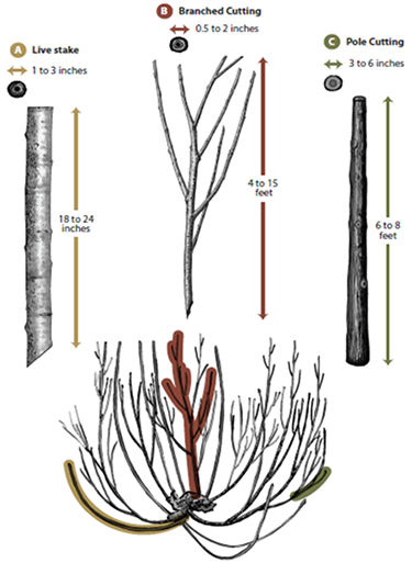 Photo of different cutting types serve unique purposes in revegetation