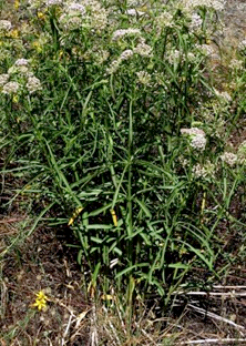 Photo of milkweeds