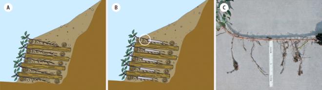 Illustration of long tube rooted cuttings as described above