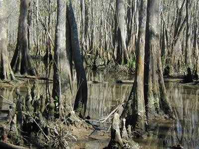 photo of trees in swamp
