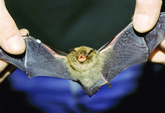 Photograph of a live Indiana bat, wings spread wide by a person