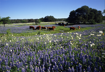 photograph of a group of cattle grazing in a large field of Texas Bluebonnet in bloom