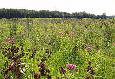 photo of a large preserved wetland in Michigan populated with colorful wildflowers
