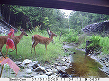 Photograph of two deer alongside a stream under a bridge culvert