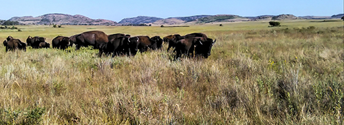 a herd of bison grazing in a meadow in Oklahoma’s Wichita Mountains Wildlife Refuge