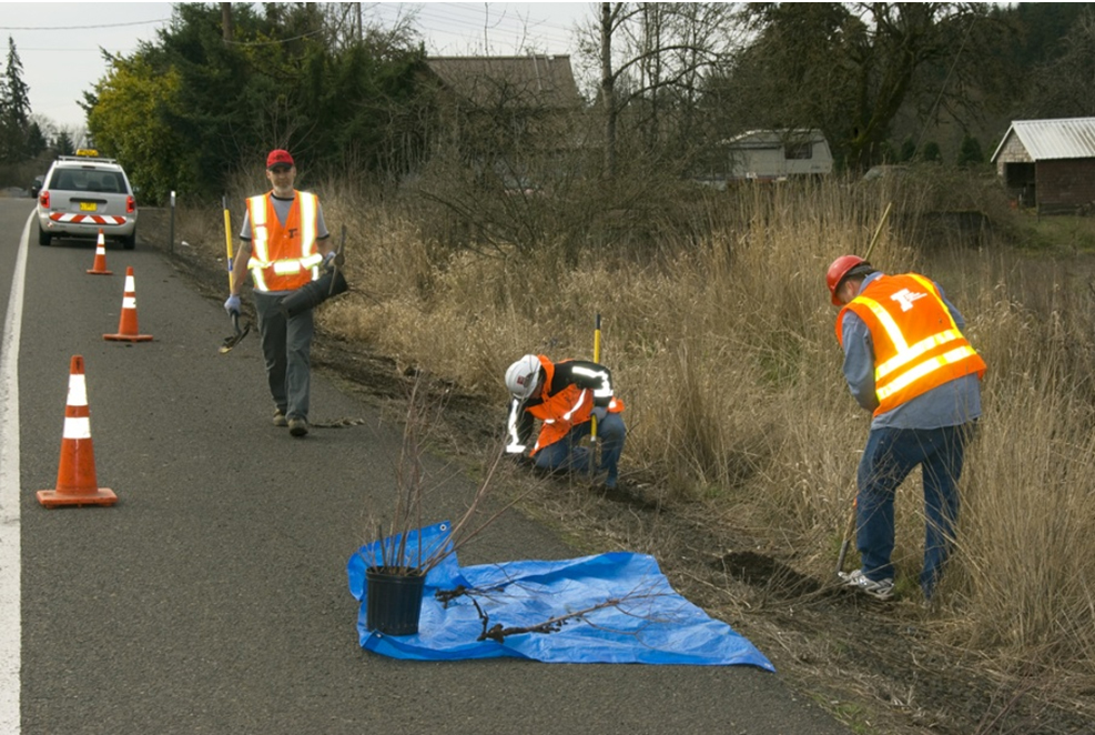 Photograph of a work crew of three men pulling out dogbane plants for transplanting along the breakdown lane of OR 99W