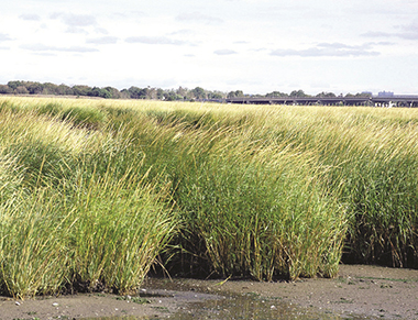 Photograph of an area of the Jamaica Bay salt marsh showing a vast area of lush marsh grass