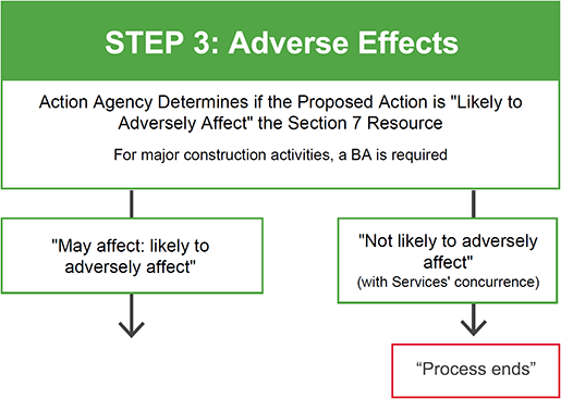 Flowchart of Step 3: Adverse Effects - Action Agency Determines if the Proposed Action Area is “Likely to Adversely Affect” the Section 7 Resource (For major construction activities, a BA is required) - If “Not likely to adversely affect,” (with Services’ concurrence), then “Process ends.” If it “May affect, likely to adversely affect,” go to Step 4.