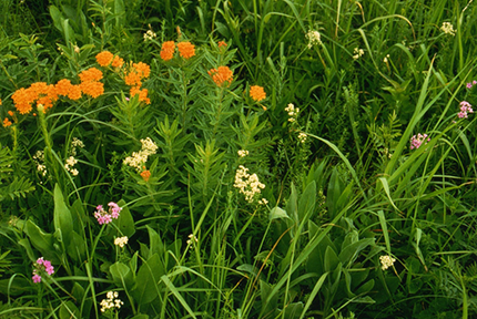 Photograph of native plants, including various wildflowers
