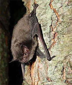 photo of an Indiana bat perched on a roost tree
