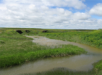 photo of a wetland