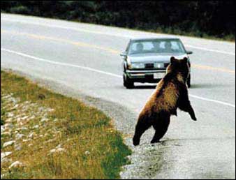 Brown bear crossing major highway while cars pass - example of conflict manangement and collaborative problem solving to deal with human/natural environment conflicts.