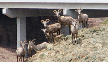 Photograph of eight black mountain sheep underneath and alongside the edge of a highway underpass