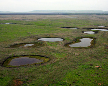 Aerial photograph of a large, flat plain dotted with numerous vernal pools