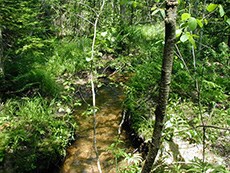 Photograph of Big Gully Brook winding through lush, green woods on a sunny day, prior to the Gorham Bypass Project