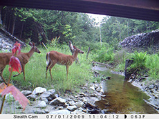 Stealth camera photograph of two deer crossing the wildlife passage under the Gorham Bypass Bridge
