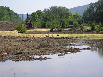 Photograph of the creation of a wetland. In the foreground are six geese at the edge of a pond. In the background is a large backhoe.