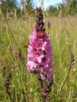 Photograph of the threatened plant, Nelson's checkermallow, growing at the new Fort Hill mitigation site