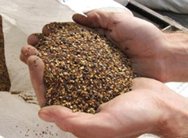 Photograph showing handfuls of hard-to-find seeds from native prairie species, obtained through a large-scale seed production effort coordinated by the Institute for Applied Ecology. These seeds were used to help revegetate the Fort Hill mitigation site.