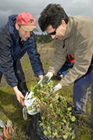 Photograph of ODOT biologists Steve Gisler and Nick Testa distributing Nelson's checkermallow divisions to volunteers for replanting at the Fort Hill mitigation site
