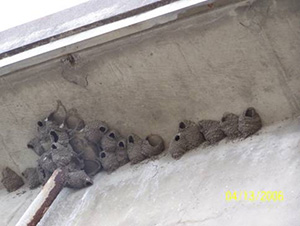 Photograph of two dozen inactive nests clustered underneath a bridge overhang