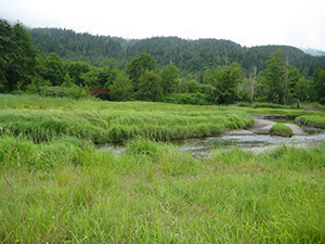 Photograph of the JCL creek's realigned path through its lush grassy wetland, with a dense forest in the background