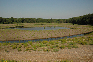 Photograph of an area of the Lizard Hill Wetland