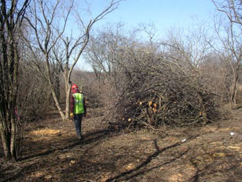 Hand removal of the exotic invasive buckthorn and honeysuckle shrubs
