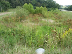 Photograph of wetland vegetation diversity