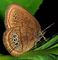 Mitchell's satyr butterfly