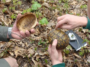 Eastern Box Turtles at Blue Creek Fen, April 29, 2010