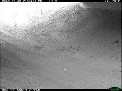 US 6, mile post 200.7: Deer making use of the New Crossing