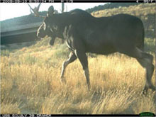 A moose in front of US 6 Gilluley Bridge