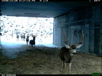 Mule deer using an underpass
