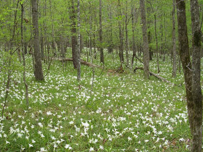 An open forest hillside of thin trees with dense green plants and white flowers growing on the shaded forest floor