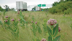 photo of Sullivant's milkweed plants in a field along a highway