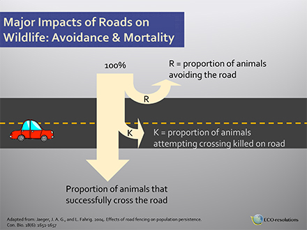Slide: Major Impacts on Wildlife: Avoidance and Mortality