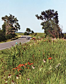grasslands image